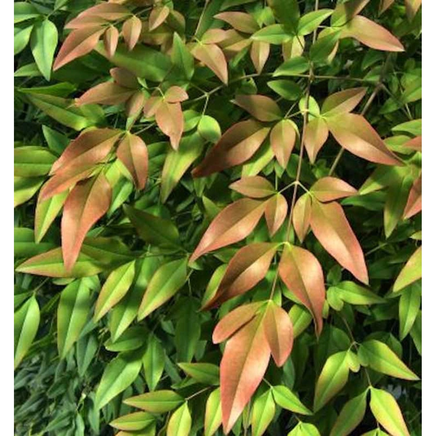 Himmelsbambus Firepower 80-100cm - Nandina domestica günstig online kaufen