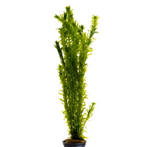 Stoffels Aquariumpflanze Elodea canadensis, grüne Wasserpest für den Hintergrund im Aquarium.