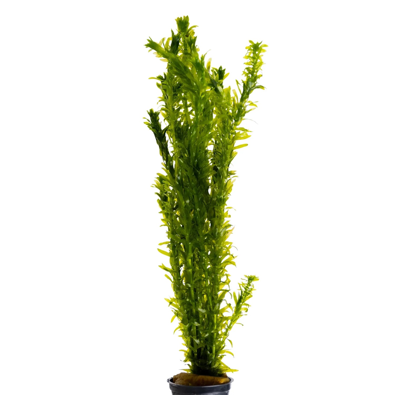 Elodea canadensis