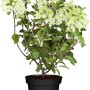 Rispenhortensie Skyfall im Topf, weiße Blütenstände, Höhe 50-60cm.