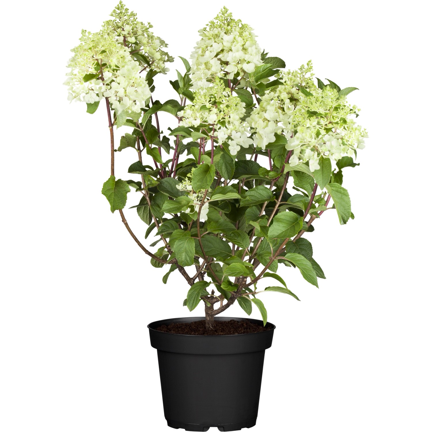 GROW by OBI OBI Rispenhortensie Skyfall Weiß Höhe 50 - 60 cm Topf 5 l Hydra günstig online kaufen