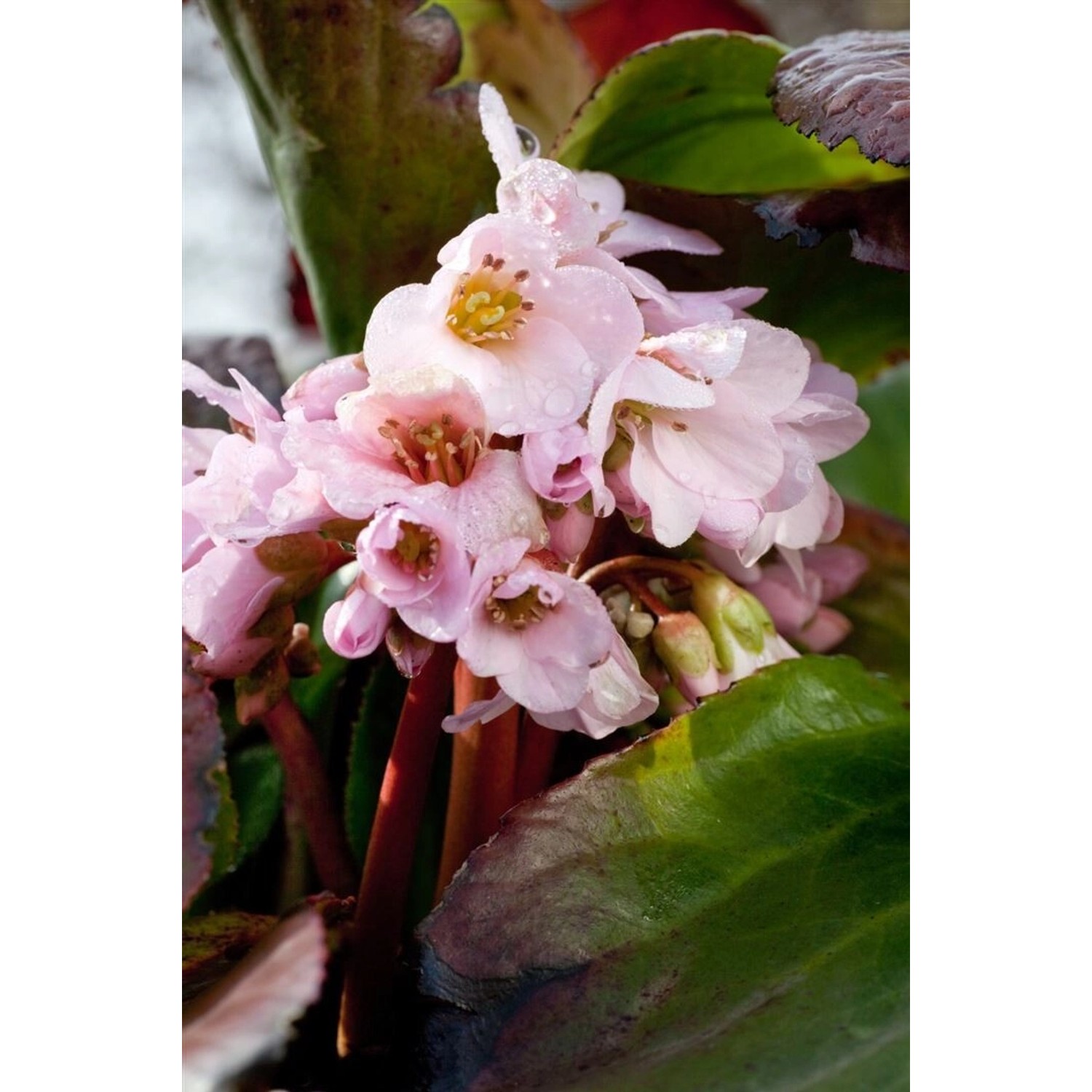 Bergenia Cordifolia Biedermeier Herzblatt Bergenie Ca. 11x11 cm Topf günstig online kaufen
