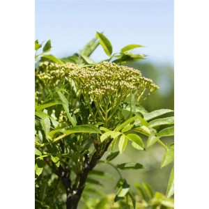Nahaufnahme der Sorbus Aucuparia 'Autumn Spire' Eberesche mit Blütenknospen und grünen Blättern.