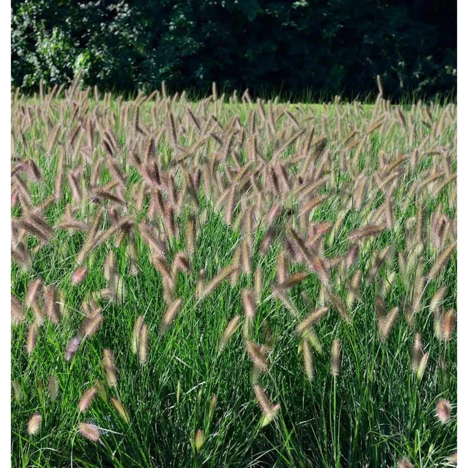 Lampenputzergras Hameln - Pennisetum alopecuroides