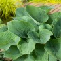 Grüne Funkie (Hosta) im Topf, ca. 17 cm Durchmesser, Blätter mit markanter Struktur.