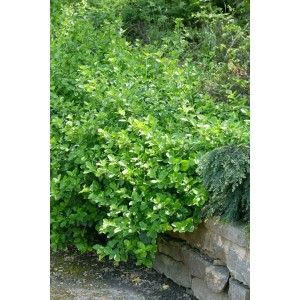 Immergrüner Euonymus Fortunei 'Vegetus' Spindelstrauch (80-100 cm) als Bodendecker im Garten.