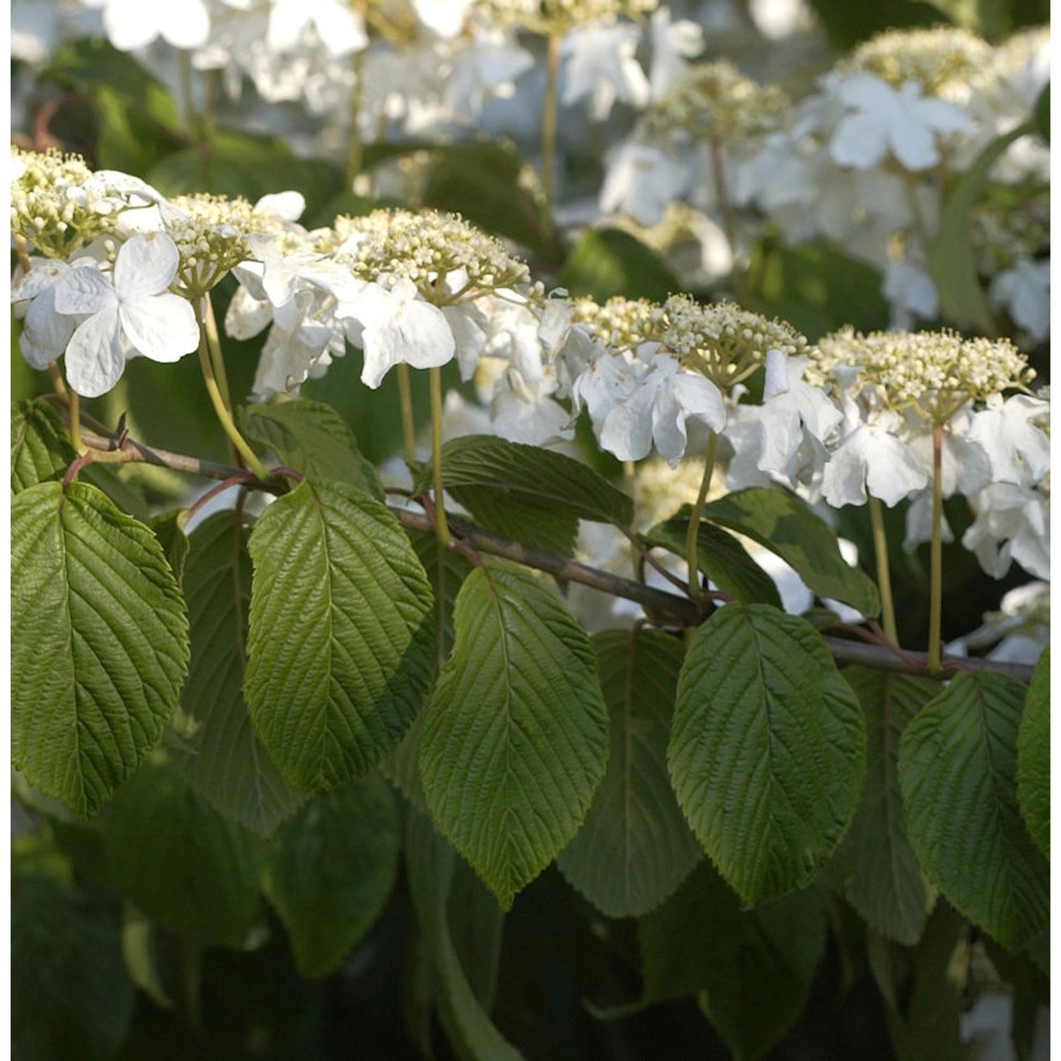 Hochstamm Etagen Schneeball Mariesii 100-125cm - Viburnum plicatum günstig online kaufen