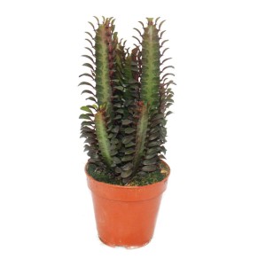 Exotenherz Euphorbia Trigona Rubra im 12cm Topf, eine dekorative Kaktus-Pflanze mit roten Akzenten.