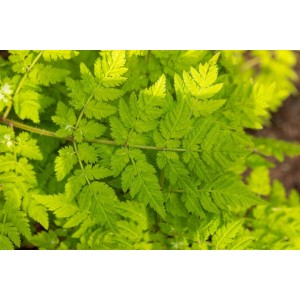 Nahaufnahme der grünen Blätter einer Süßdolde (Myrrhis Odorata) im 11x11 cm Topf.