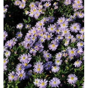 Nahaufnahme von Kissenastern 'Silberblaukissen' mit hellvioletten Blüten und gelber Mitte.