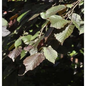 Purpur Hasel 60-80cm - Corylus maxima