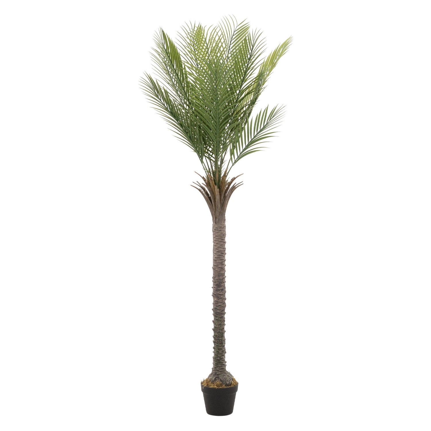 ML-Design Künstliche Palme 180 cm Groß Tropische Kunstpalme im Topf günstig online kaufen