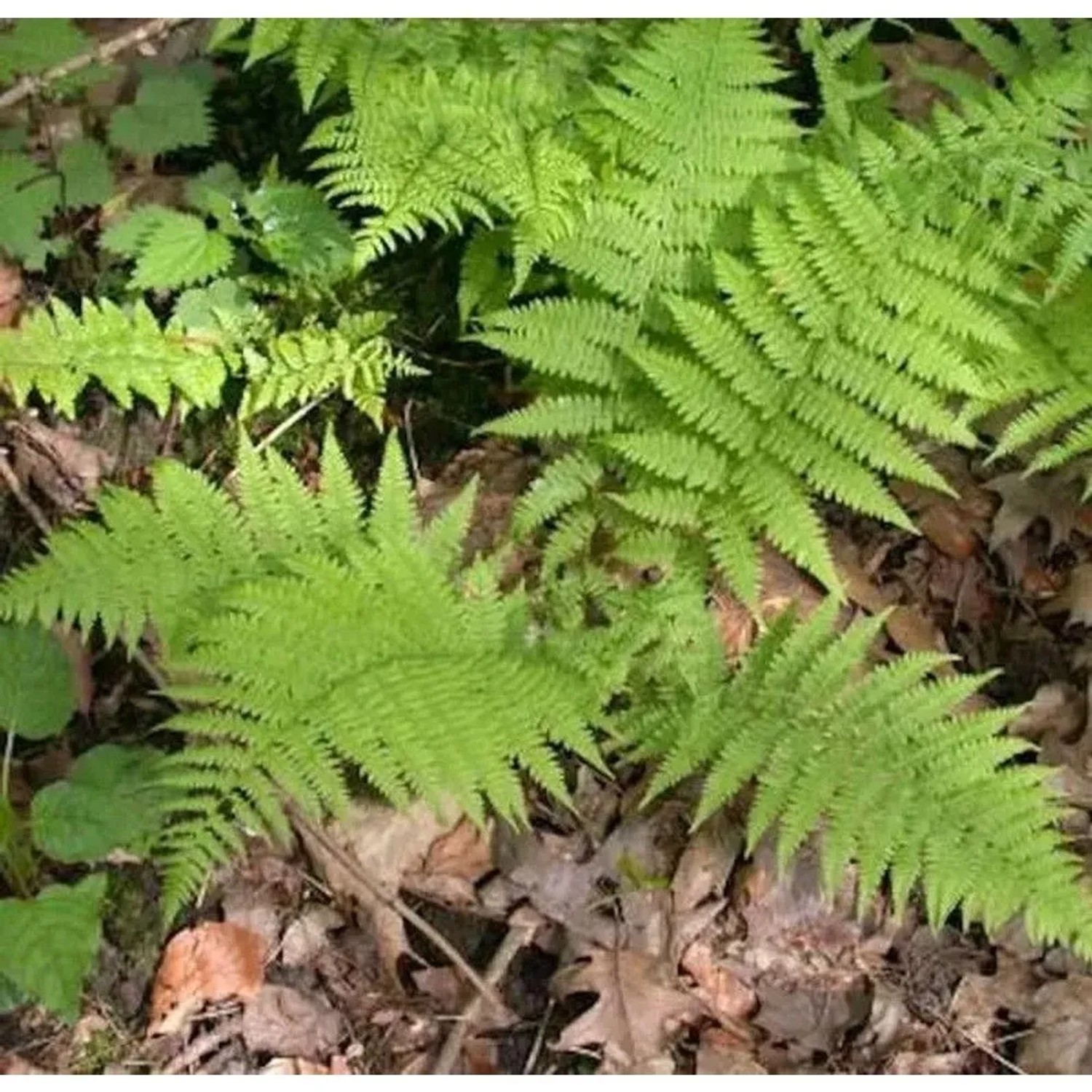 Frauenfarn Rotstiel - Athyrium filix femina