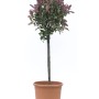 GROW by OBI Mini-Stamm, ca. 80cm hoch, im Topf. Stämmchen mit roten und grünen Blättern.