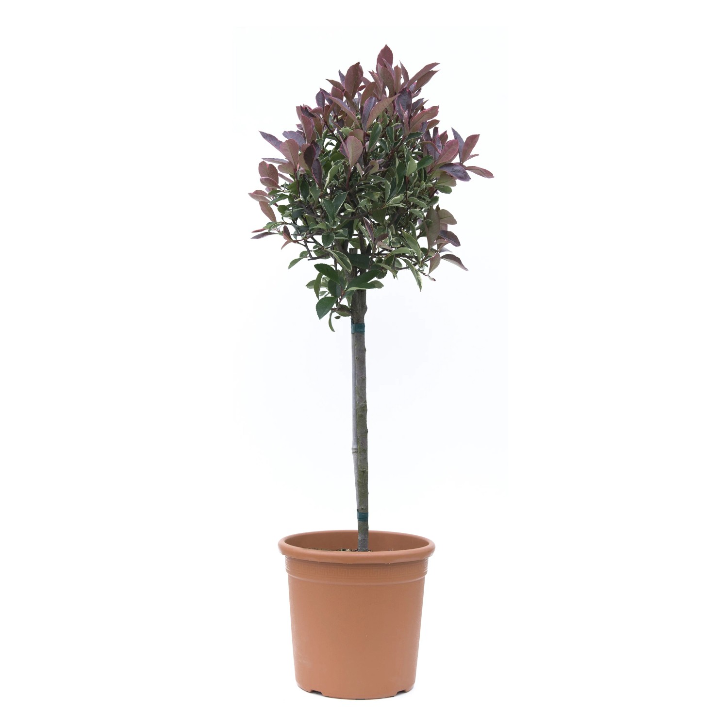 GROW by OBI Mini-Stamm, ca. 80cm hoch, im Topf. Stämmchen mit roten und grünen Blättern.