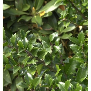 Hochstamm Stechpalme Ilex Heckenstar 60-80cm - Ilex meserveae