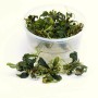 Dennerle Aquariumpflanze Bucephalandra Wavy Leaf im Topf, grüne Wasserpflanze für Aquarium.