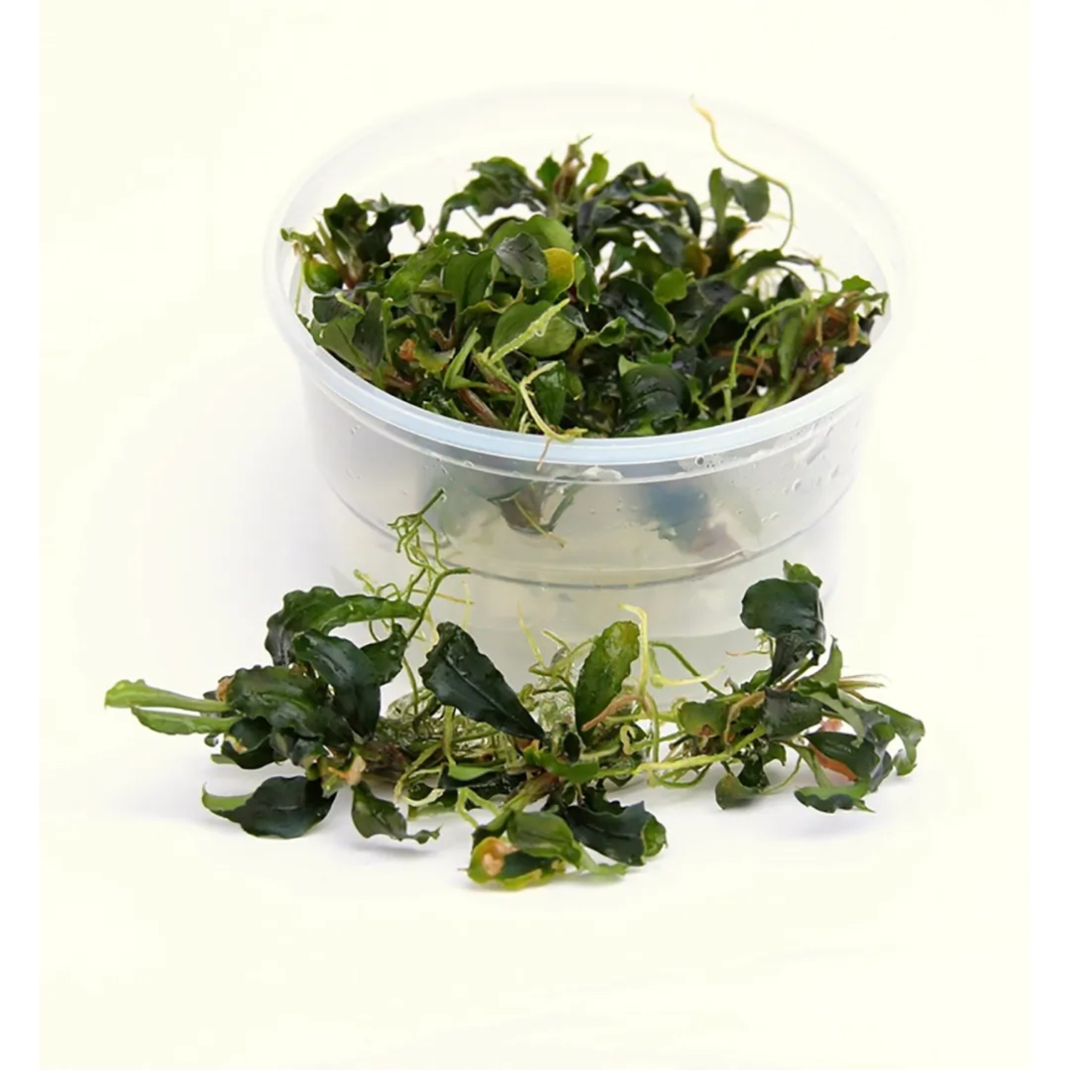 Dennerle Aquariumpflanze Bucephalandra Wavy Leaf im Topf, grüne Wasserpflanze für Aquarium.