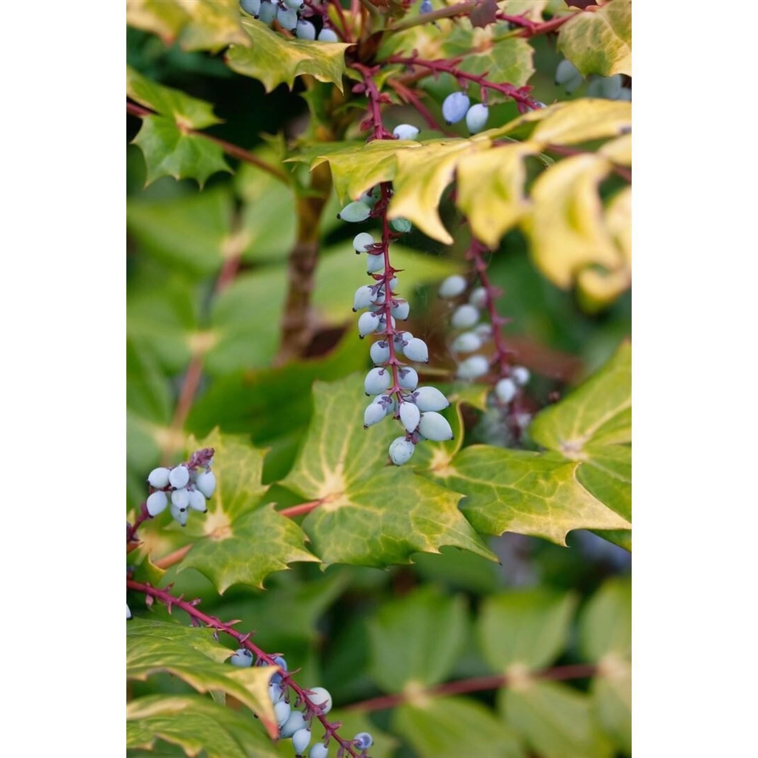 Mahonia Bealei Beales Mahonie Immergrün 80–100 cm günstig online kaufen