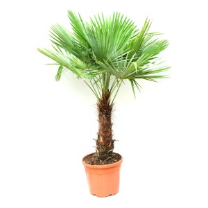 Hanfpalme (Trachycarpus fortunei) im Topf, ca. 110cm hoch, grüne Blätter. Kübelpflanze für Garten und Terrasse.