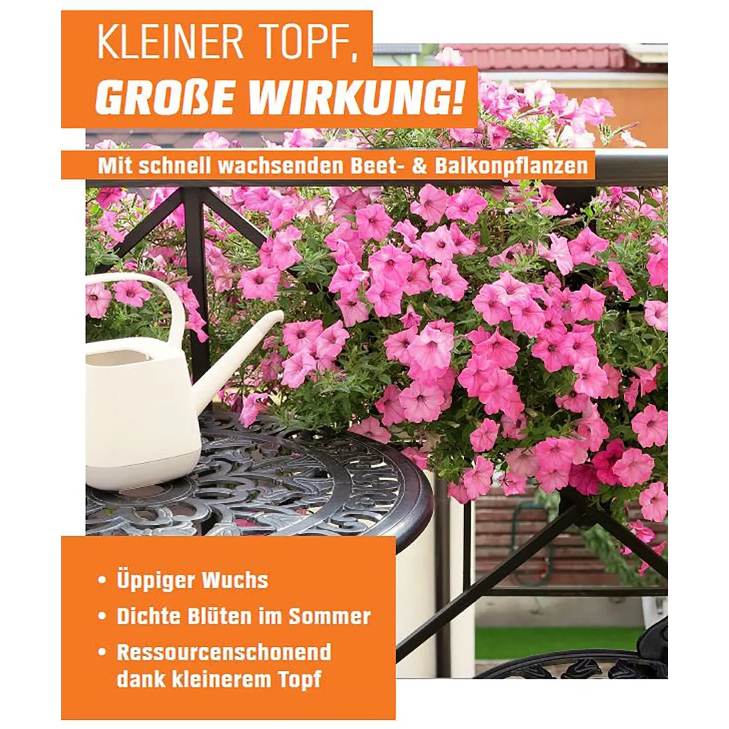 Löwenmäulchen Farbmix im Topf mit rosa Blüten auf Balkon, Gießkanne. Antirrhinum für Beet, Terrasse und Garten.