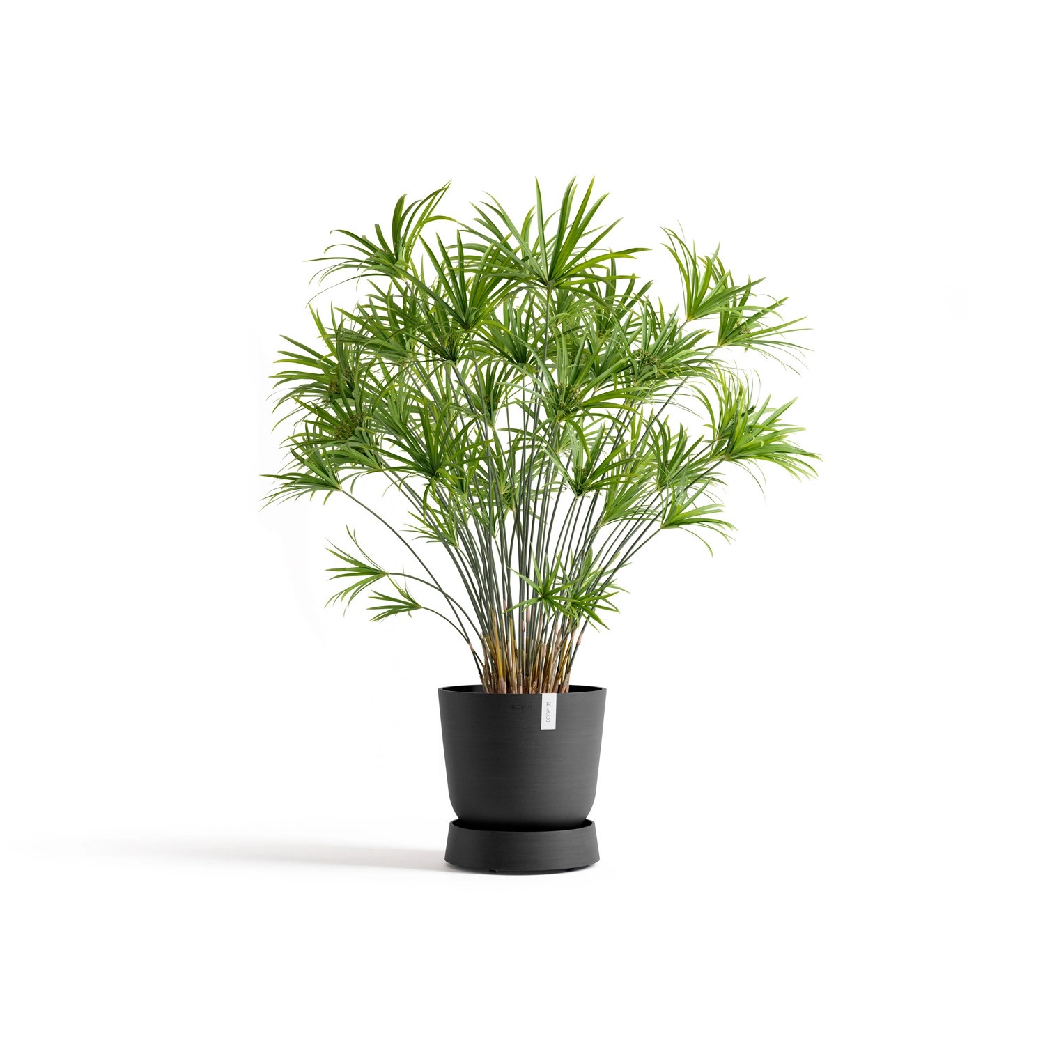 Ecopots Untersetzer Oslo Rollen in Dunkelgrau mit Pflanze im Topf.