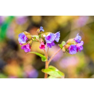 Nahaufnahme des blau blühenden Lungenkrauts (Pulmonaria dacica Azurea) im 9x9 cm Topf.