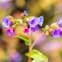 Nahaufnahme des blau blühenden Lungenkrauts (Pulmonaria dacica Azurea) im 9x9 cm Topf.