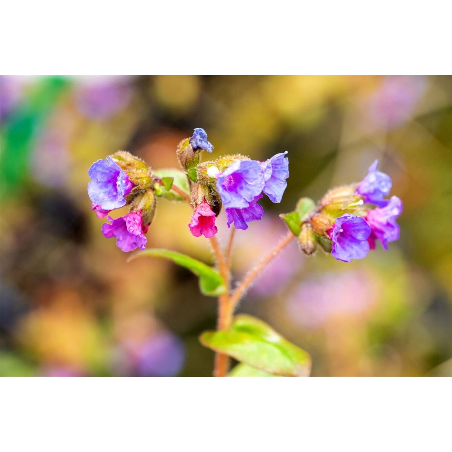 Pulmonaria Dacica Azurea Lungenkraut Ca. 9x9 cm Topf günstig online kaufen