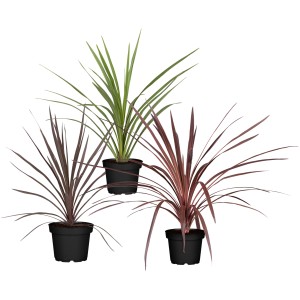 Keulenlilie (Cordyline australis) Sortenauswahl im Topf, verschiedene Farben.