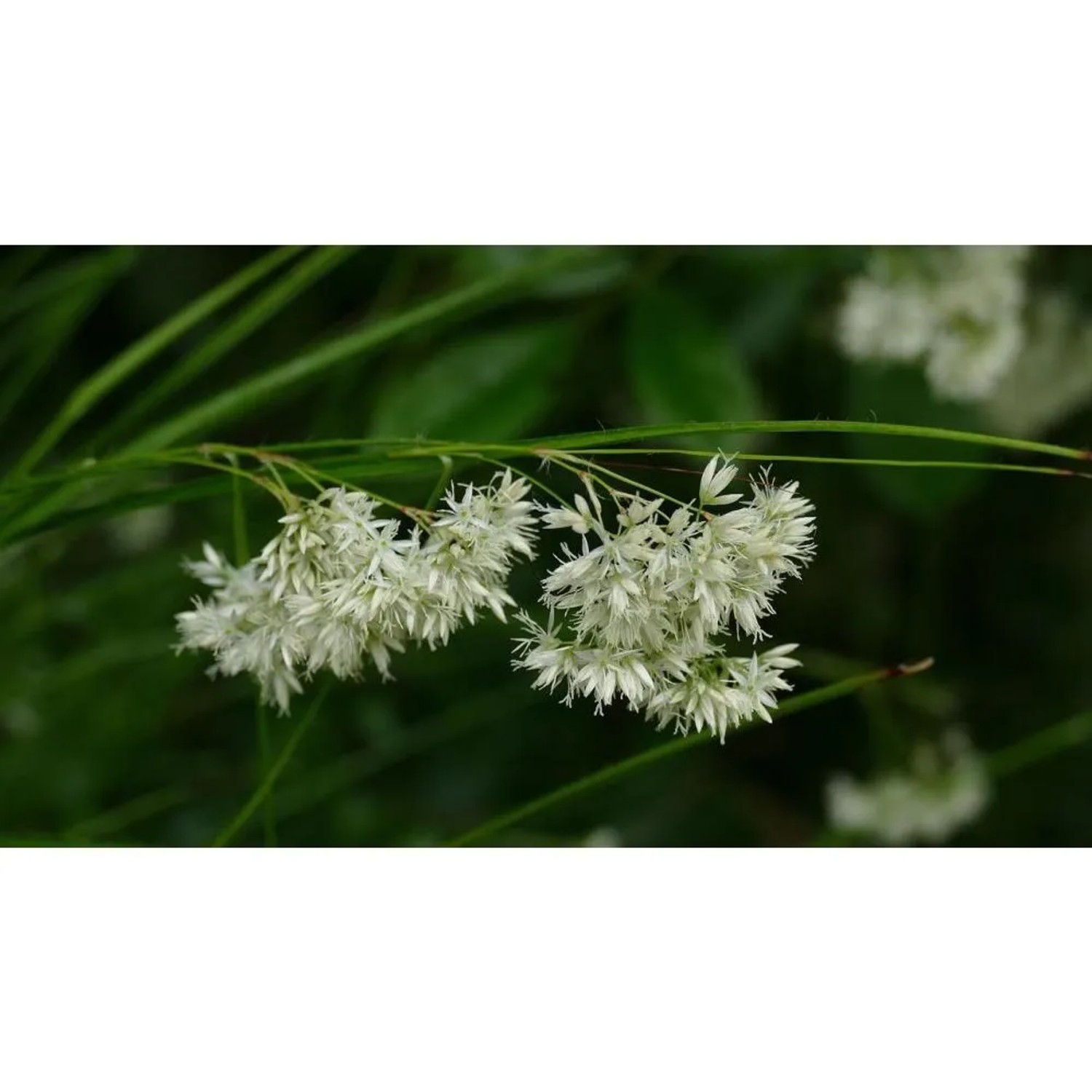 Detailaufnahme der weißen Blüten der Schnee-Marbel (Luzula nivea), einem Ziergras für den Garten.