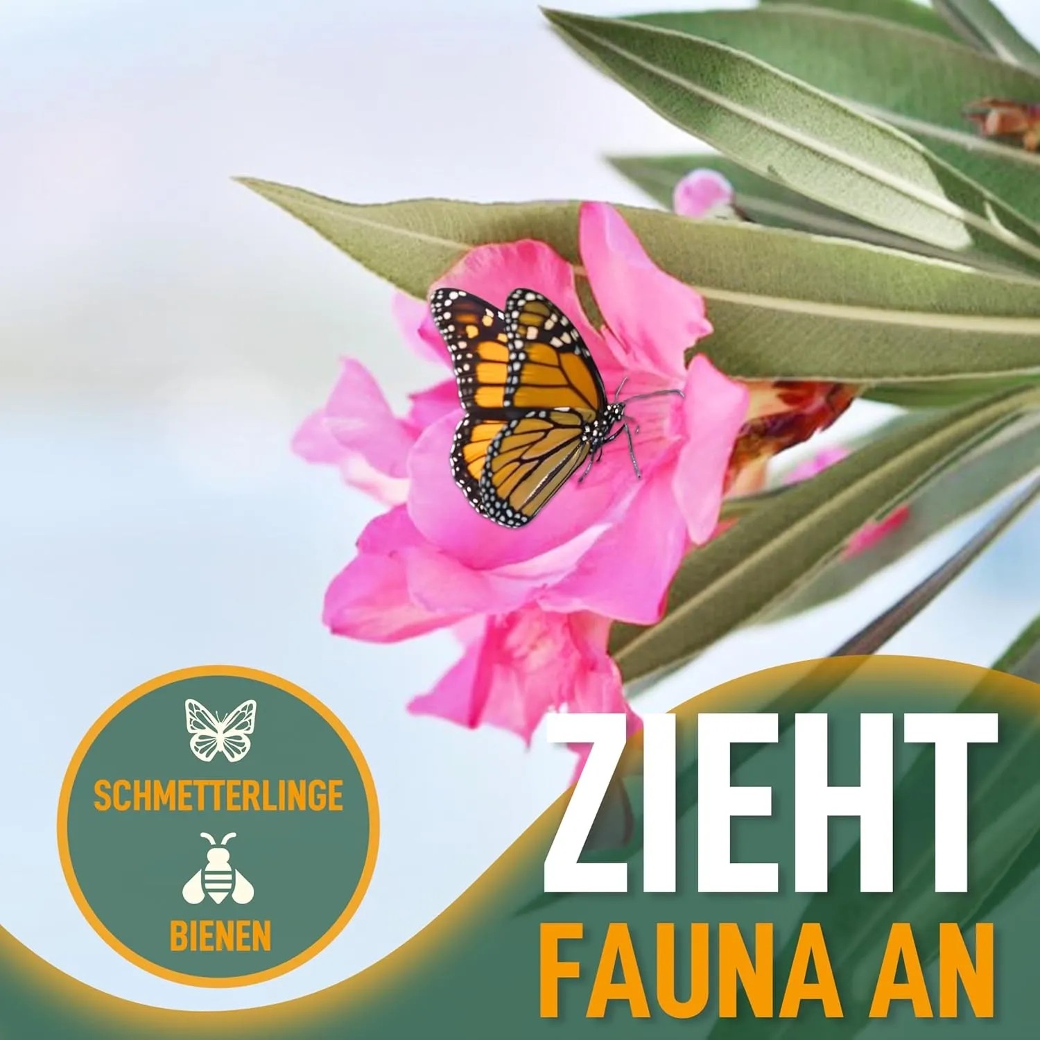Rosa Oleander Blüte mit Schmetterling. Kübelpflanze zieht Bienen und Schmetterlinge an.