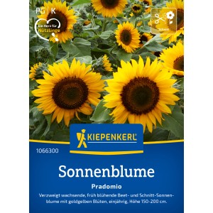 Kiepenkerl Sonnenblume Pradomio Gelb, goldgelbe Blüten, ca. 1,80m hoch.