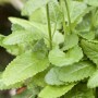 Stachys Monnieri 'Hummelo' Ziest im 9x9 cm Topf, grüne Blätter. Staude für sonnige Standorte.