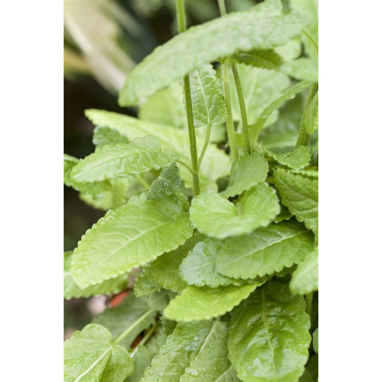 Stachys Monnieri 'Hummelo' Ziest im 9x9 cm Topf, grüne Blätter. Staude für sonnige Standorte.