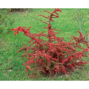 Teppich-Berberitze 'Green Carpet' mit rotem Laub im Garten, Strauch 40-60 cm.