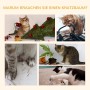 Collage: Katzen zerstören Deko, Kabel, Pflanze und Möbel. PawHut Kratzbaum schützt.