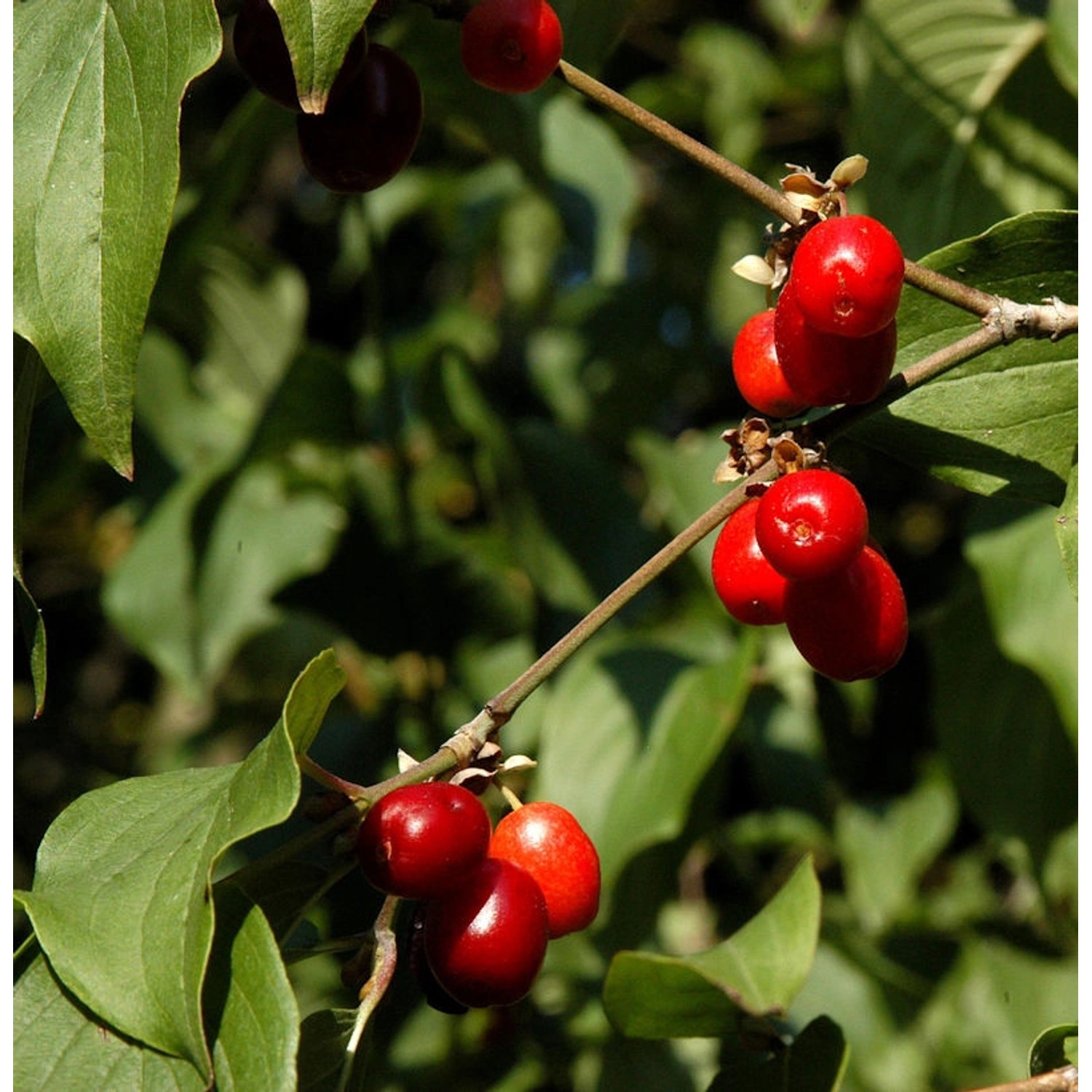 Kornelkirsche Jolico 60-80cm - Cornus mas günstig online kaufen