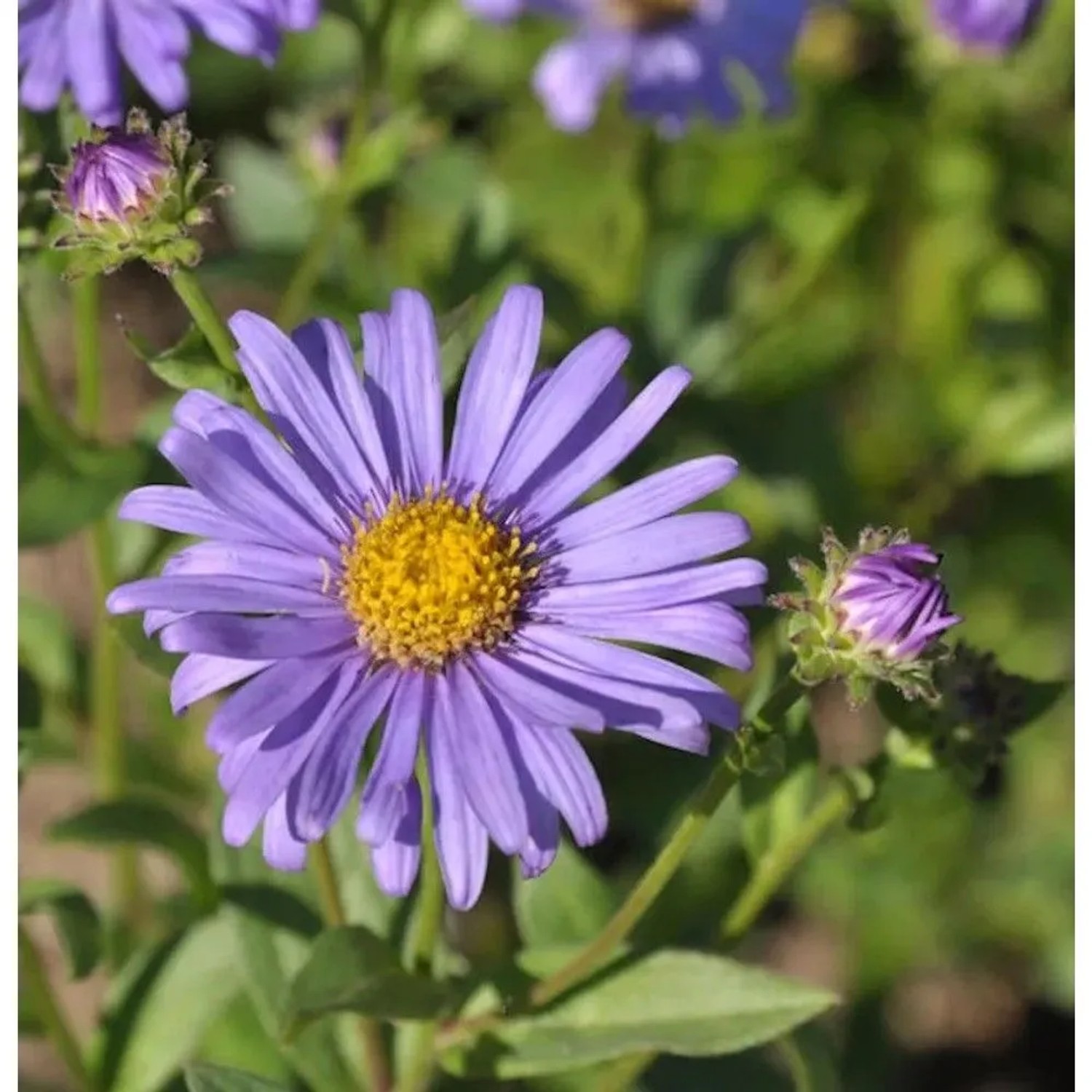 Berg Aster Jungfrau - Aster frikartii