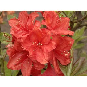 Leuchtend orange-rote Azalee Feuerwerk (Rhododendron luteum) im Topf.