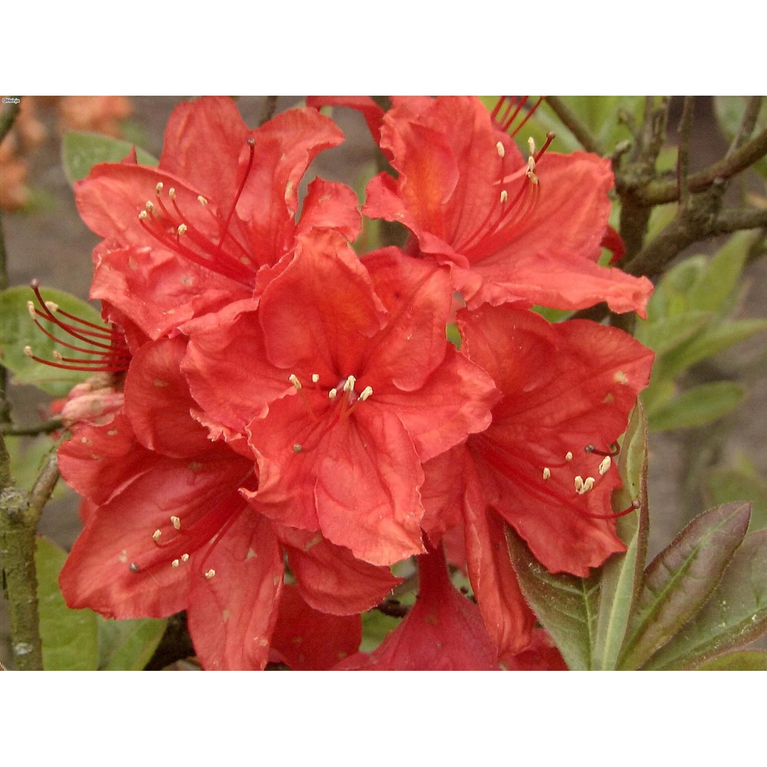 Rhododendron luteum "Feuerwerk" 40-60 cm 4,6 l Topf kaufen bei OBI