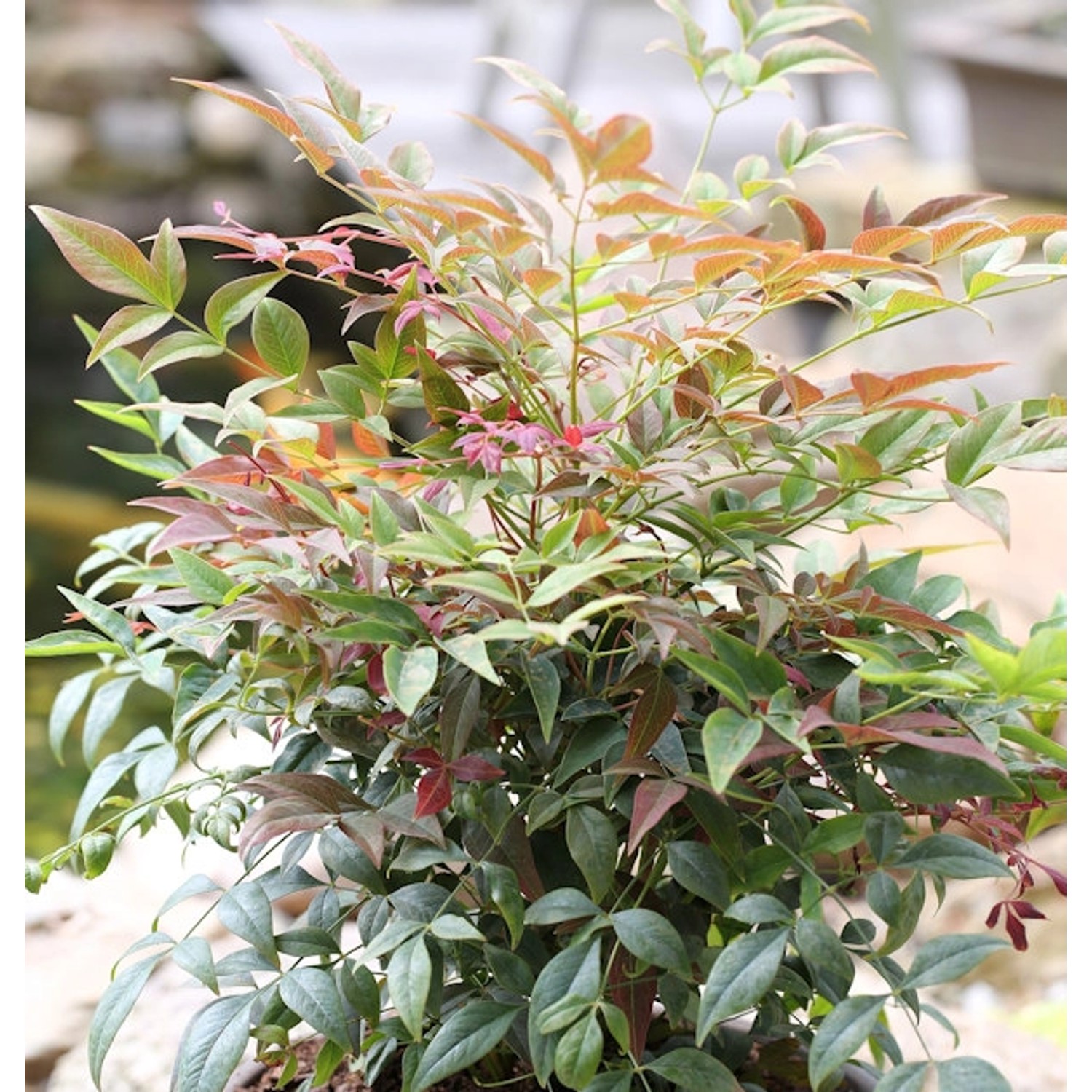 Himmelsbambus Obsessed 50-60cm - Nandina domestica günstig online kaufen