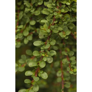 Immergrüner Cotoneaster Microphyllus Cochleatus im 9x9 cm Topf, Nahaufnahme der Blätter.