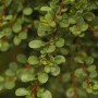 Immergrüner Cotoneaster Microphyllus Cochleatus im 9x9 cm Topf, Nahaufnahme der Blätter.