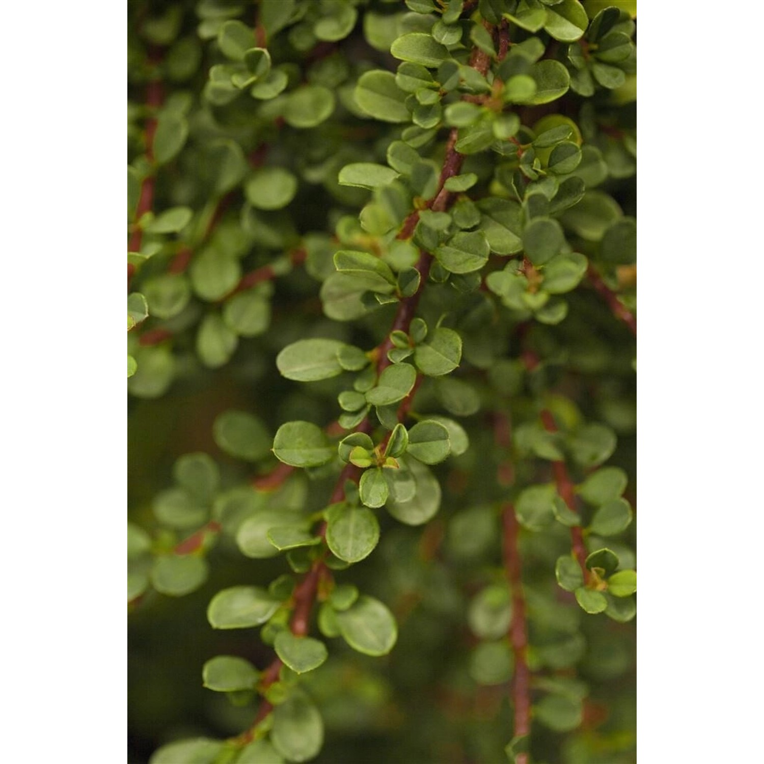 Cotoneaster Microphyllus Cochleatus Immergrün Ca. 9x9 cm Topf günstig online kaufen