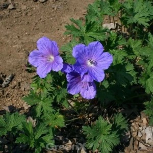 Nahaufnahme des Storchenschnabel Havanna Blues (Geranium wallichianum) mit blau-lila Blüten.