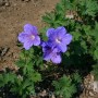 Nahaufnahme des Storchenschnabel Havanna Blues (Geranium wallichianum) mit blau-lila Blüten.