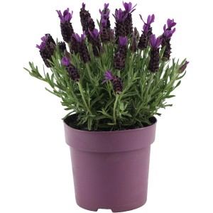 Schopflavendel Premium Star im Topf, violette Blüten und grüne Blätter.
