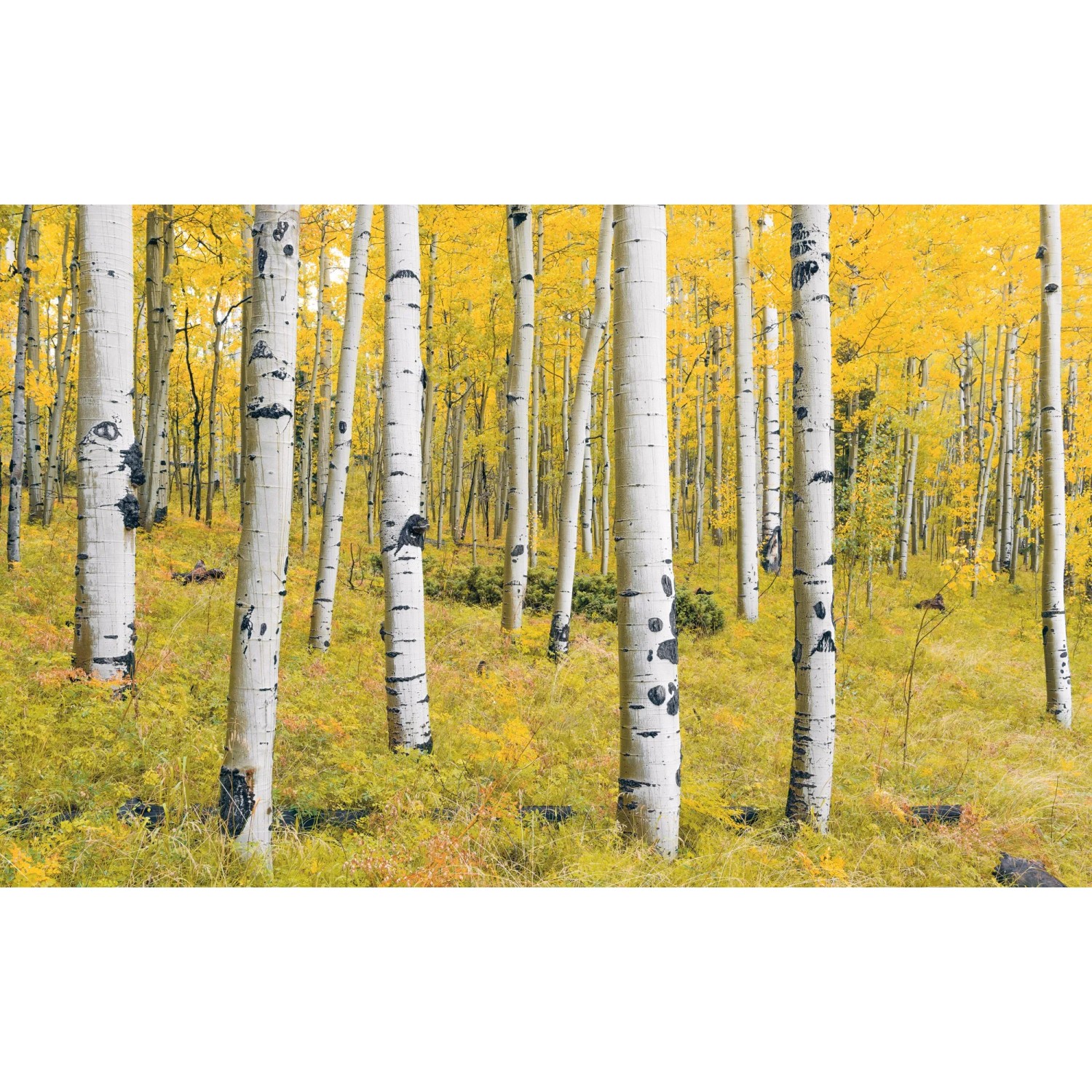 Komar Vliestapete Orange Forest, glatt, naturalistisch