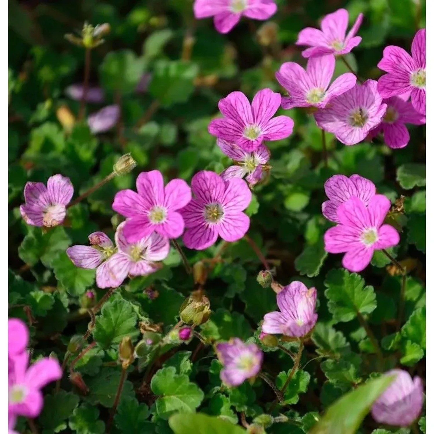 Reiherschnabel Roseum - Erodium reichardii